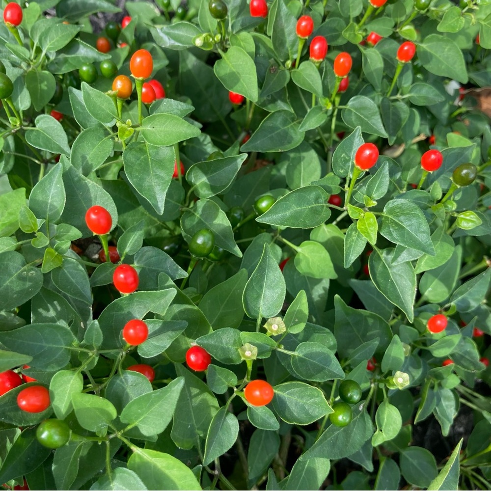 50 Seeds Chiltepin Birds Eye Bird Pepper Wild Chili Heirloom Pepper Seeds